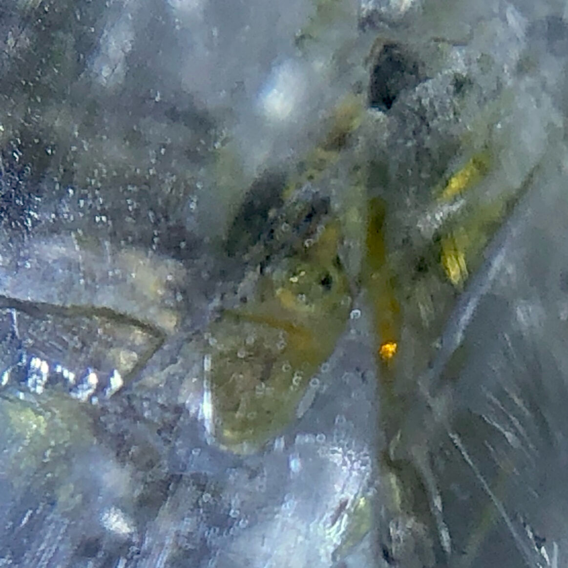 超強蛍光！】パキスタン産オイルインクォーツ・単晶【④6.60ct】 | へ