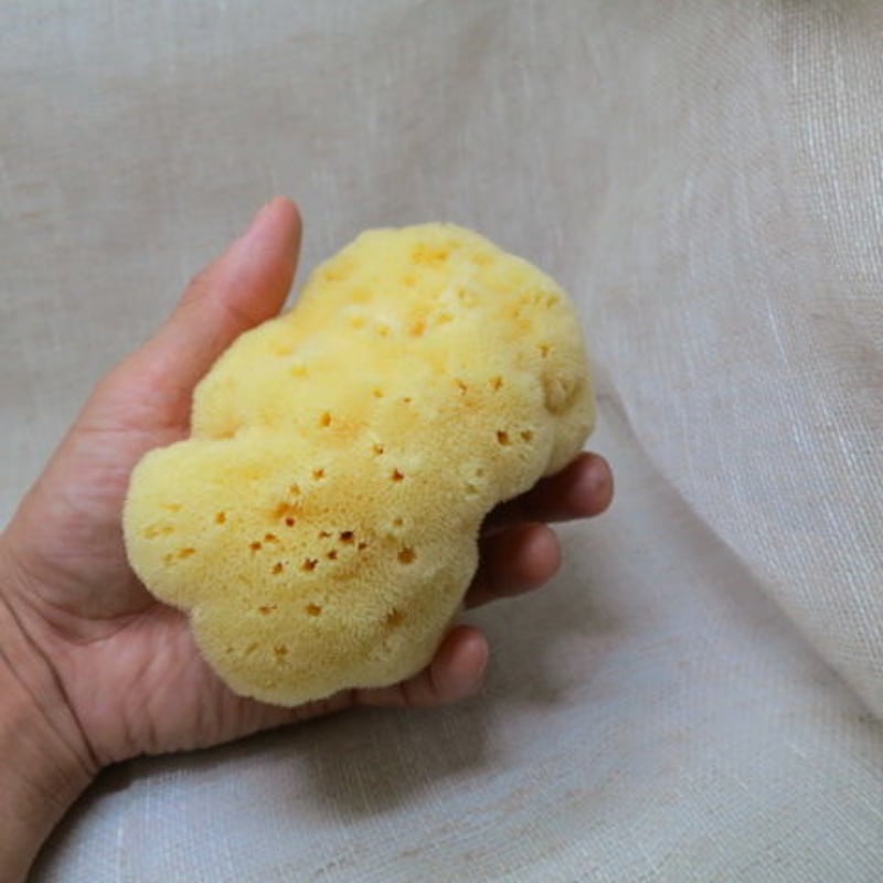 天然大海綿 クリーム色 約15cm 天然海綿ファインシルク 大 | 陶芸道具むらかみ