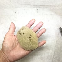 天然海綿ファインシルク小　半晒し