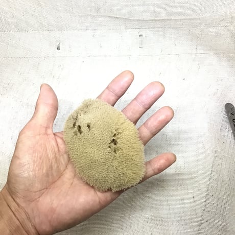 天然海綿ファインシルク小　半晒し