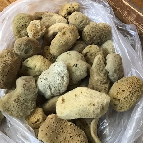 天然海綿ファインシルク小　半晒し