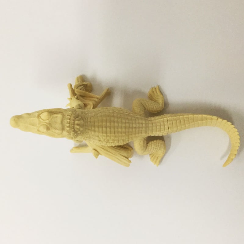 ワニ カイマン アリゲーター 頭部 ワニの種類｜クロコダイル