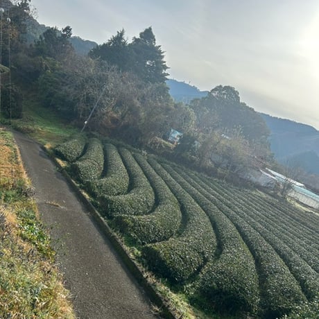 脳と腸の活性化に！文殊緑茶  粉末緑茶1.2g  x30包入り