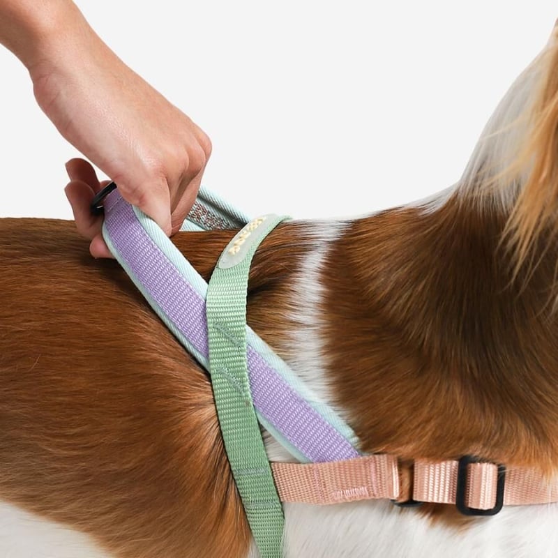 SOFTER WALK HARNESS MELLOW | n47