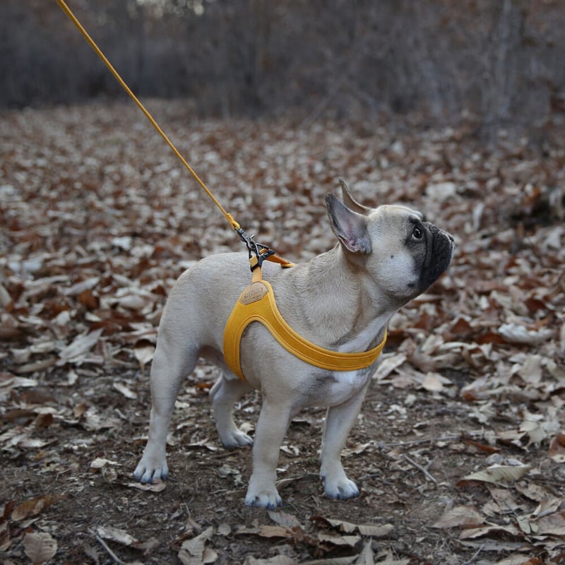 BUCKLE UP EASY HARNESS YELLOW バックルアップイージーハーネス イ