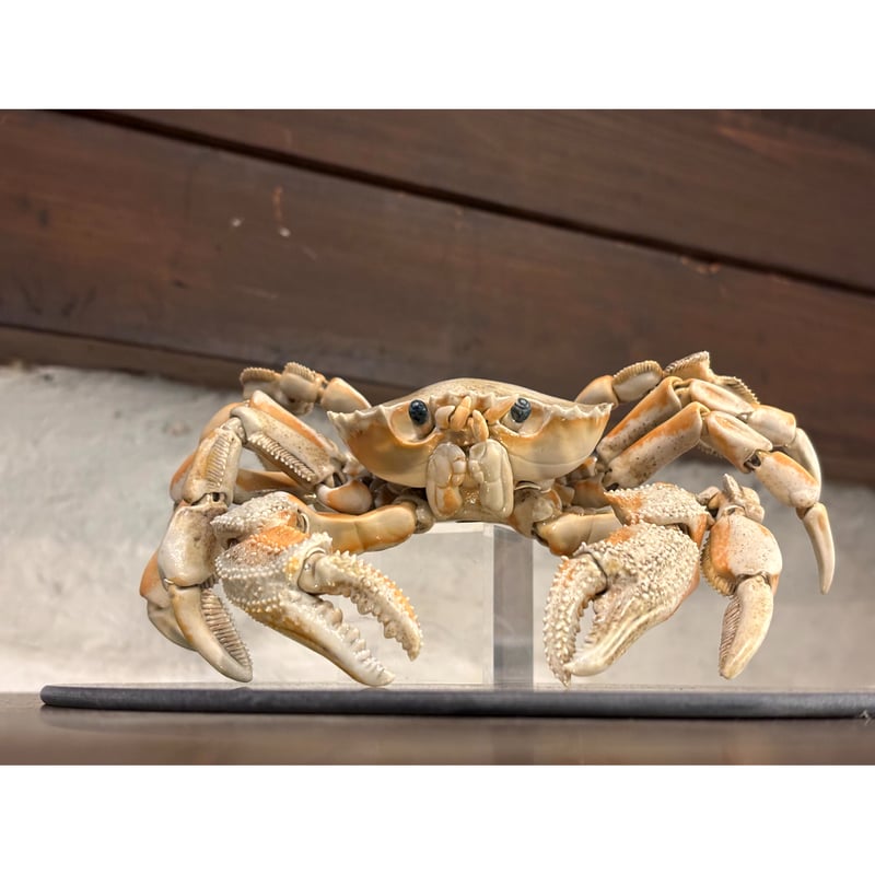 岡村悠紀「 陶 自在灰被平爪蟹 」 | Maruhi.STORE