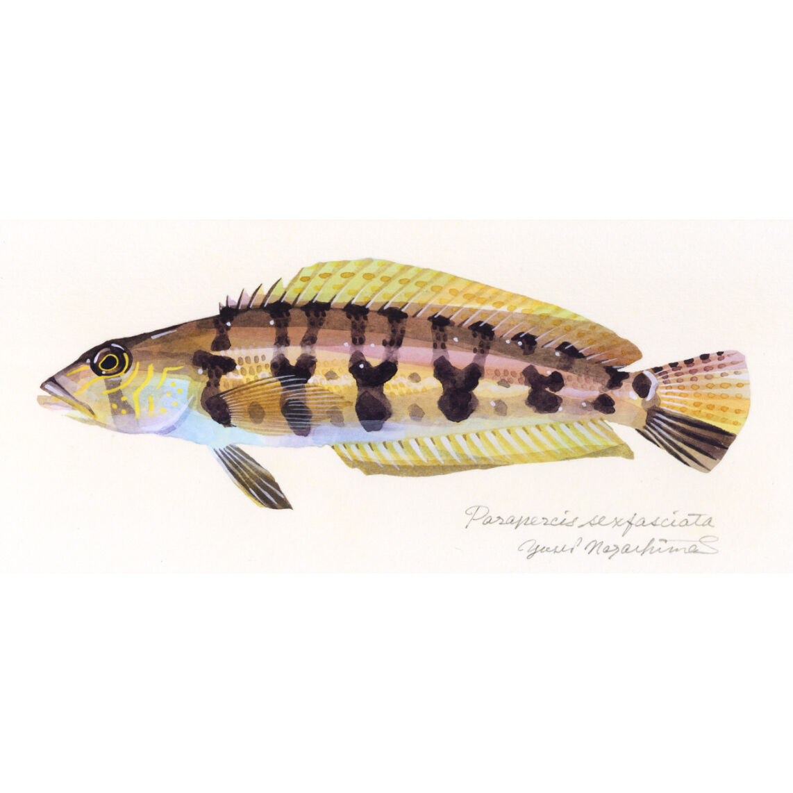 fxxx ガリテトラ未使用 FXXX ガリテトラ 限定カラー なまくら塗り