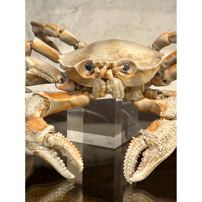 自在置物 蟹 弘美作 自在置物の陶芸家・岡村悠紀が「かに座の蟹」で新境地 表現したい題材