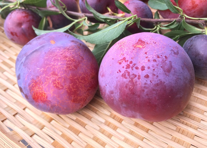 葛氷すもも | 前田餅屋