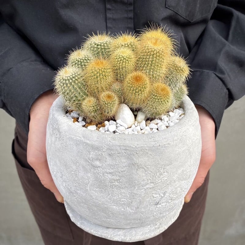 サボテン -エリオカクタス- | Flower KADOYA