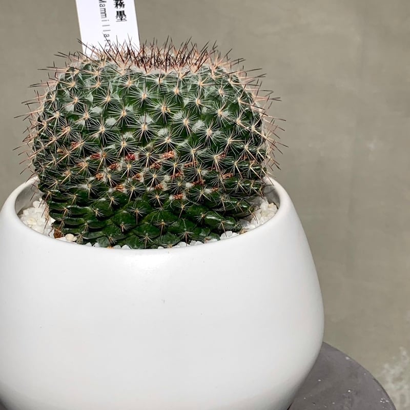 サボテン -霧墨- | Flower KADOYA