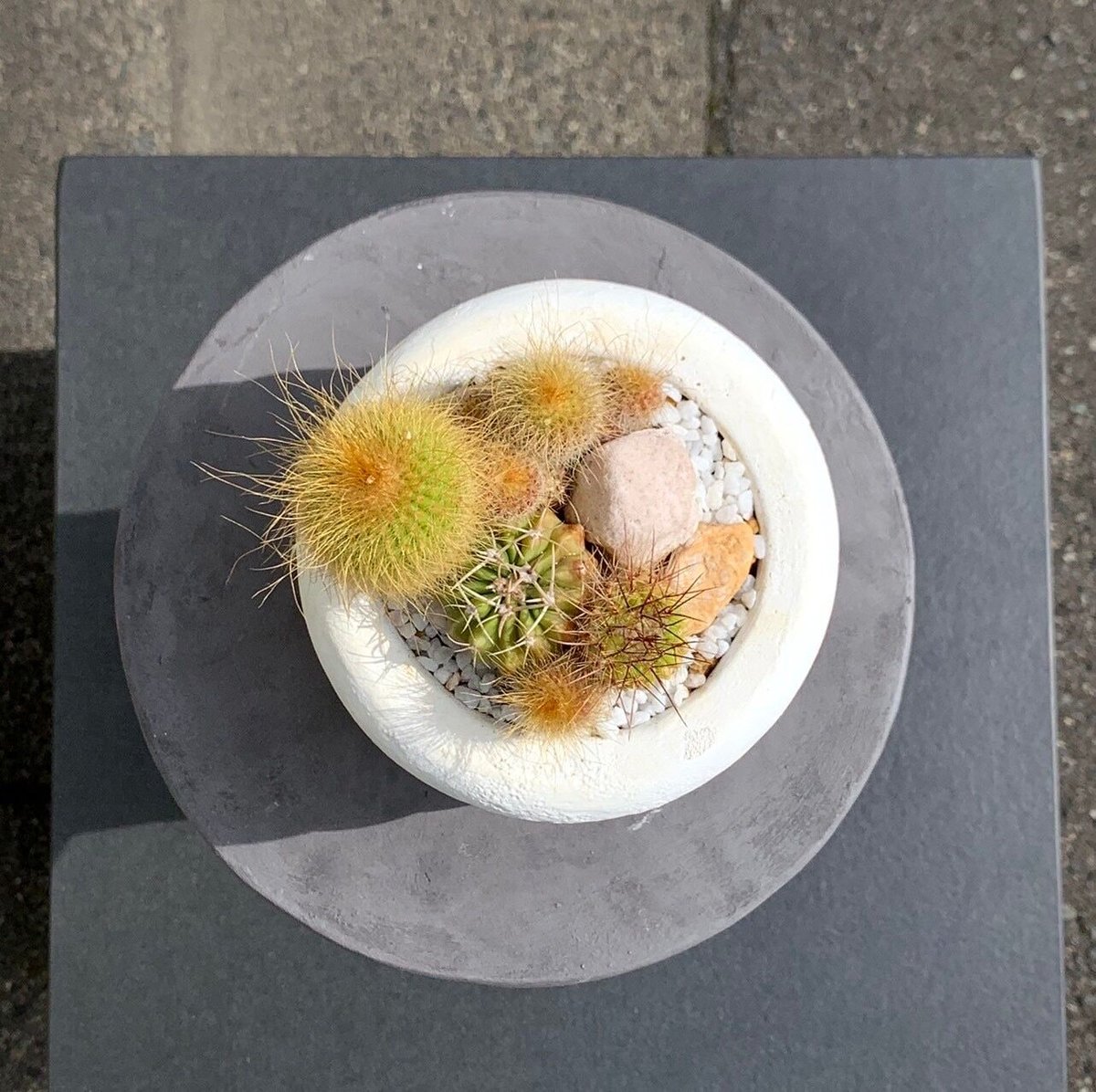 群生サボテン | Flower KADOYA