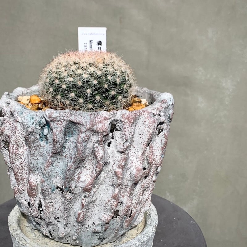 サボテン -満月- | Flower KADOYA