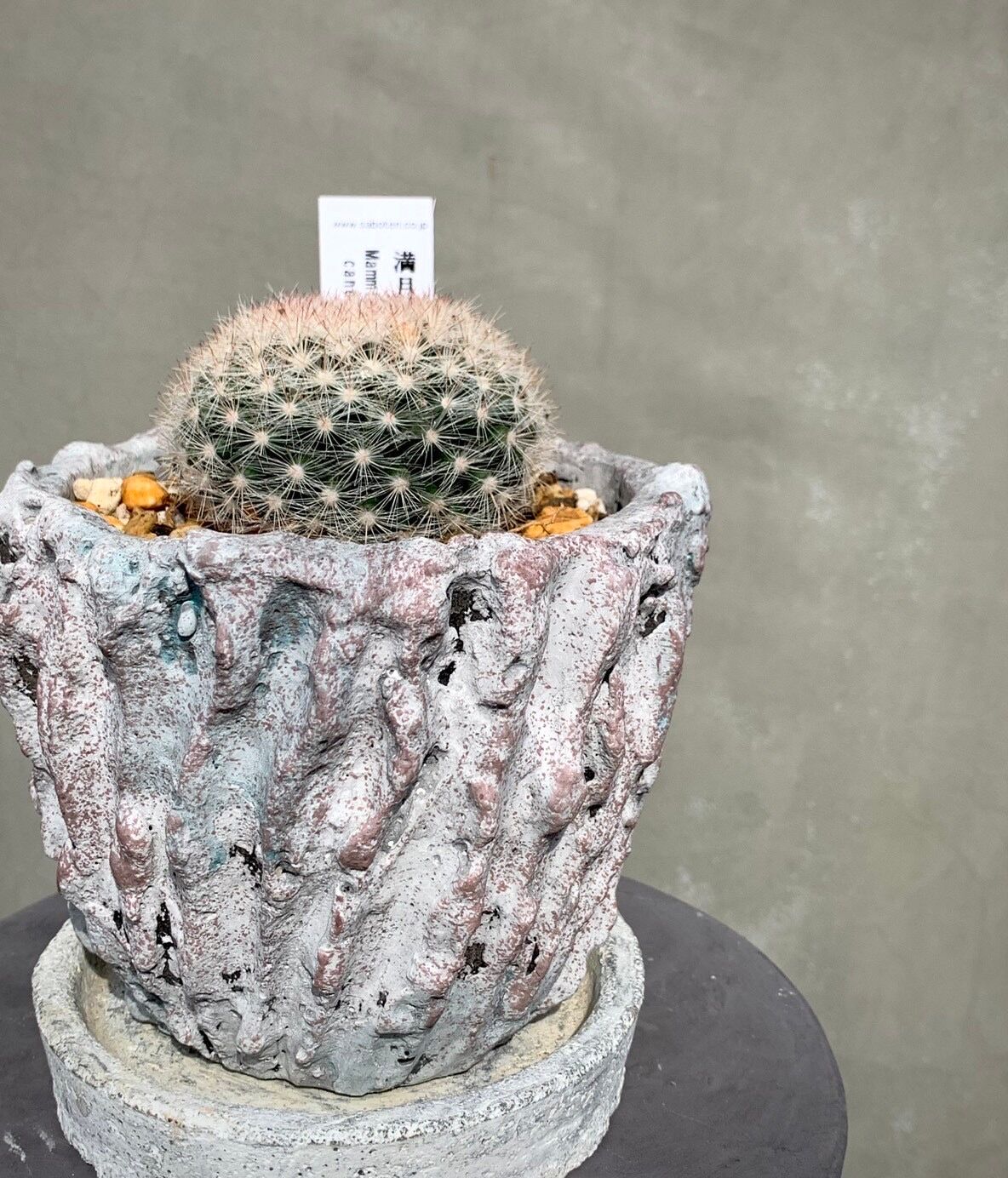 サボテン 楽天市場】柱サボテン（3本立ち）（H100cm程度） 8号 プラスチック鉢 1