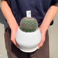 群生サボテン | Flower KADOYA