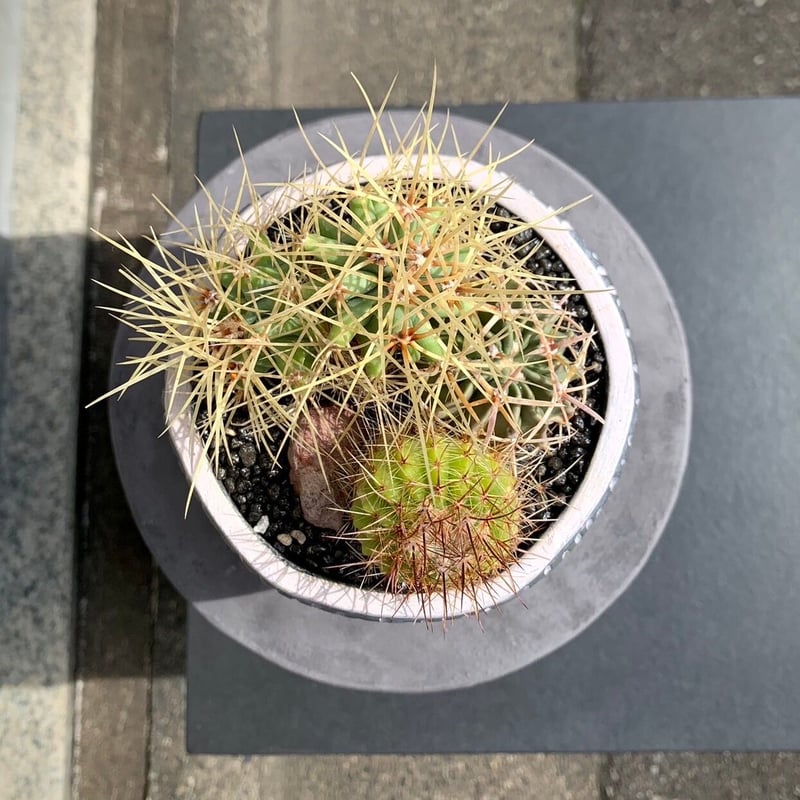 大きめのサボテン 多肉植物の群生 群生サボテン | Flower KADOYA