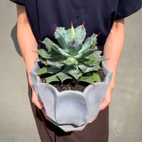 柱サボテン -鬼面角- | Flower KADOYA