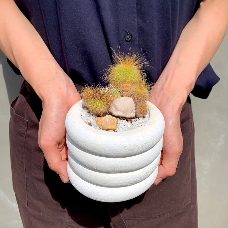大きめのサボテン 多肉植物の群生 長年付き合える、群生サボテン | [公式]e-花屋さん