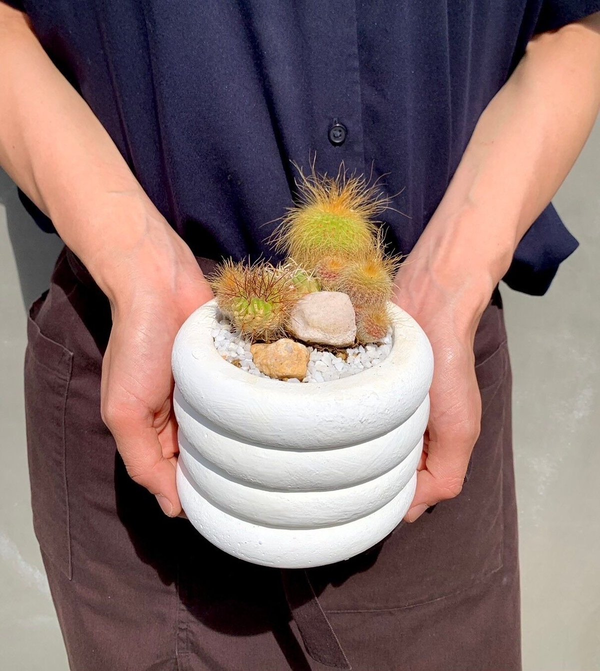 中型サボテン 多肉植物群生