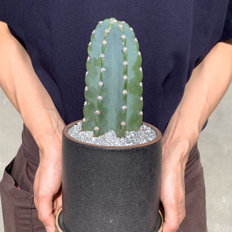 ワイルドプランツ♡柱サボテン♡観葉植物 ワイルドプランツ | STORES