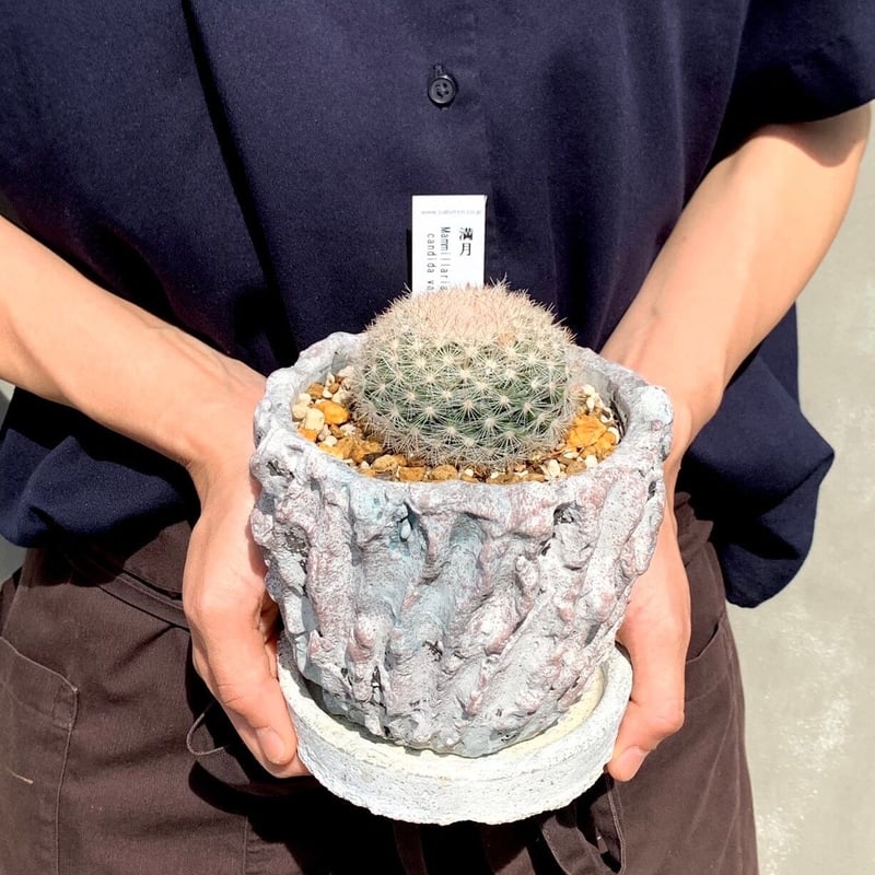 サボテン -満月- | Flower KADOYA