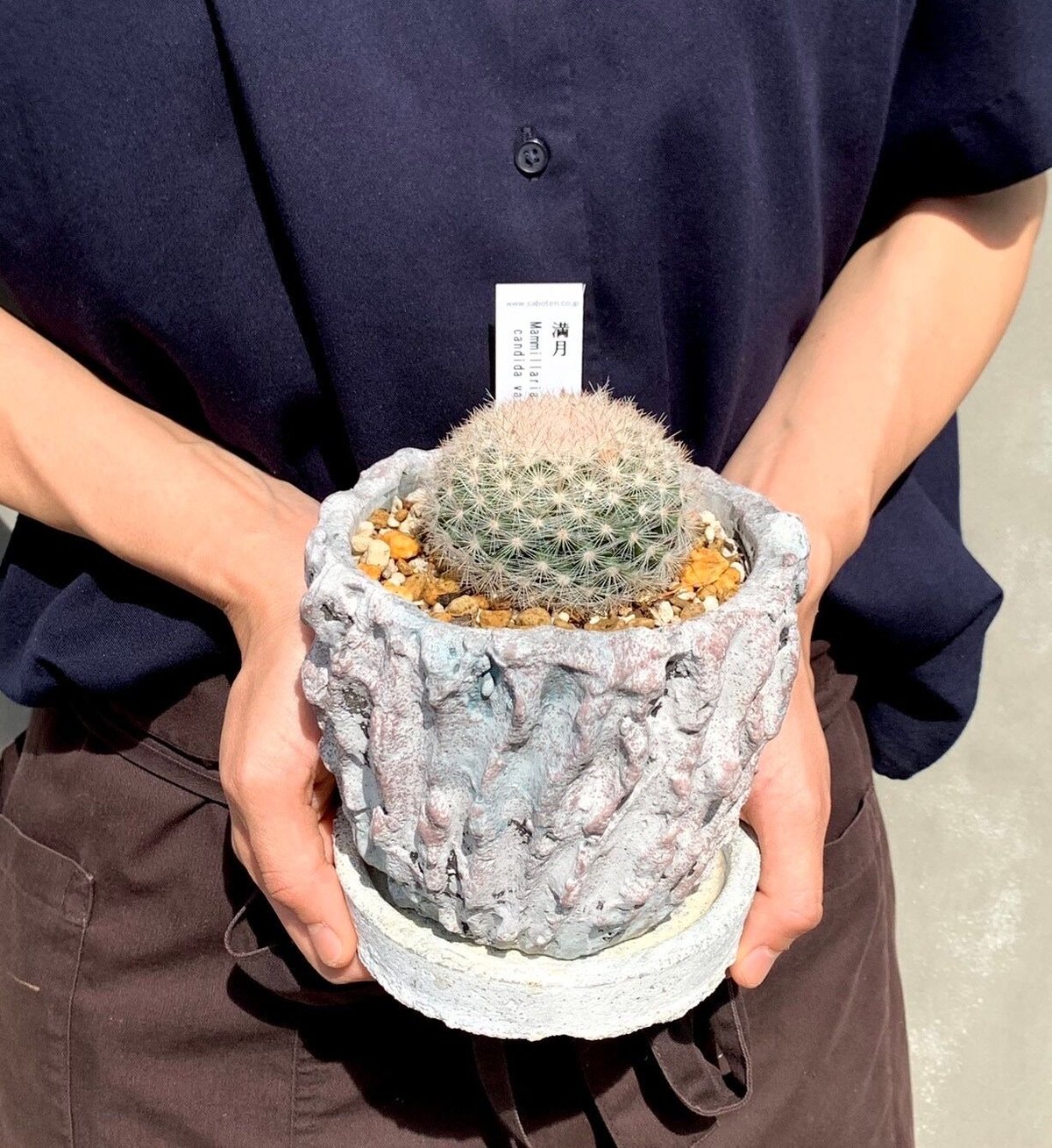 サボテン -満月- | Flower KADOYA