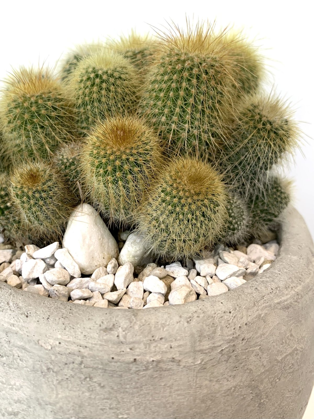 fit=scale-down,w=1200