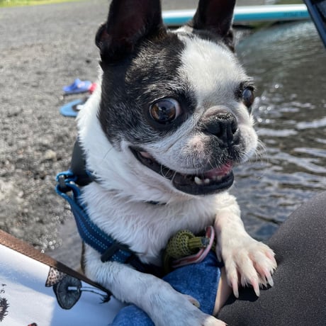 ワンジェラート　愛犬のための安心安全おやつ♡