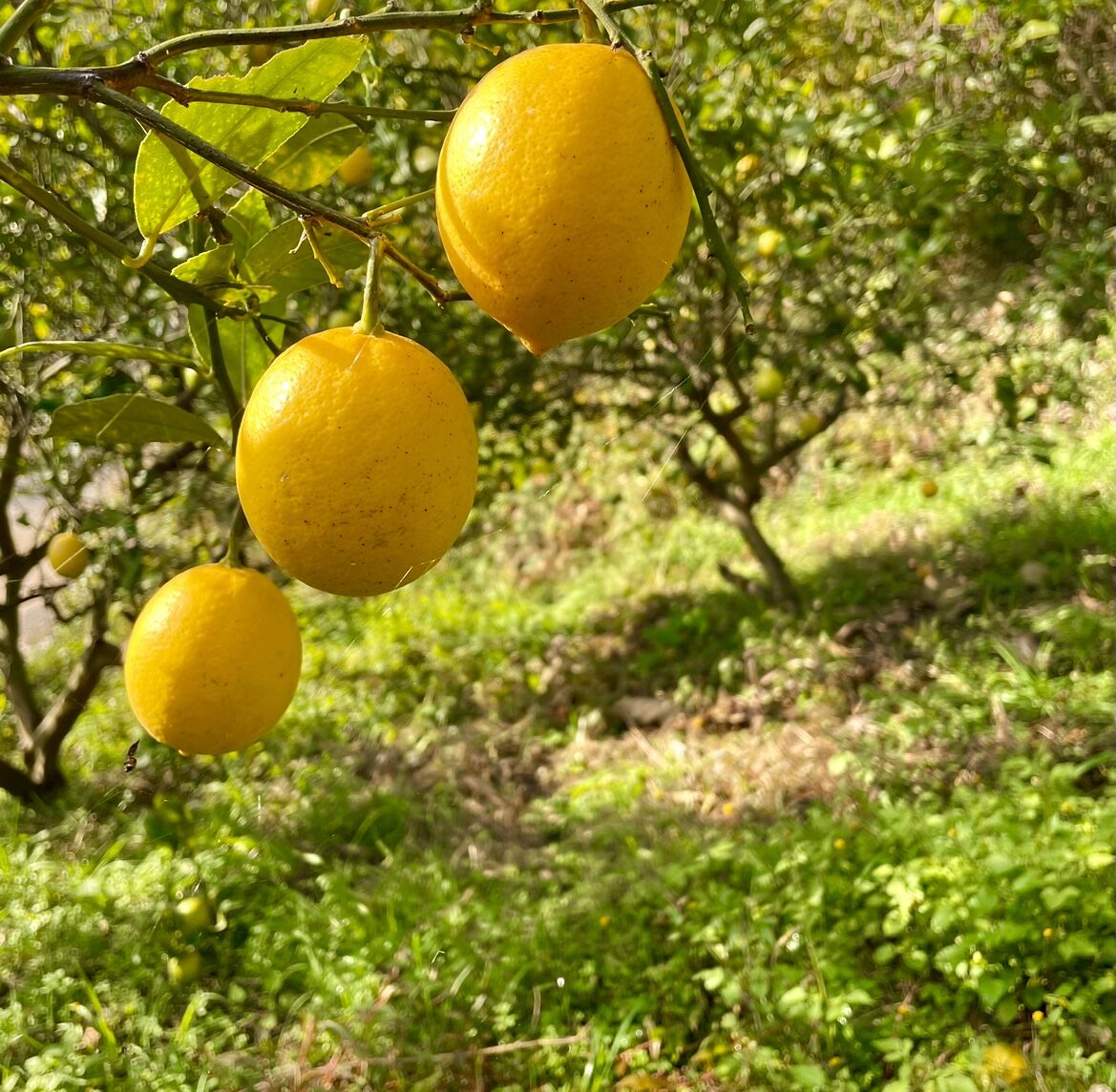 マイヤーレモン2キロ（箱込み） | Tony Farm209