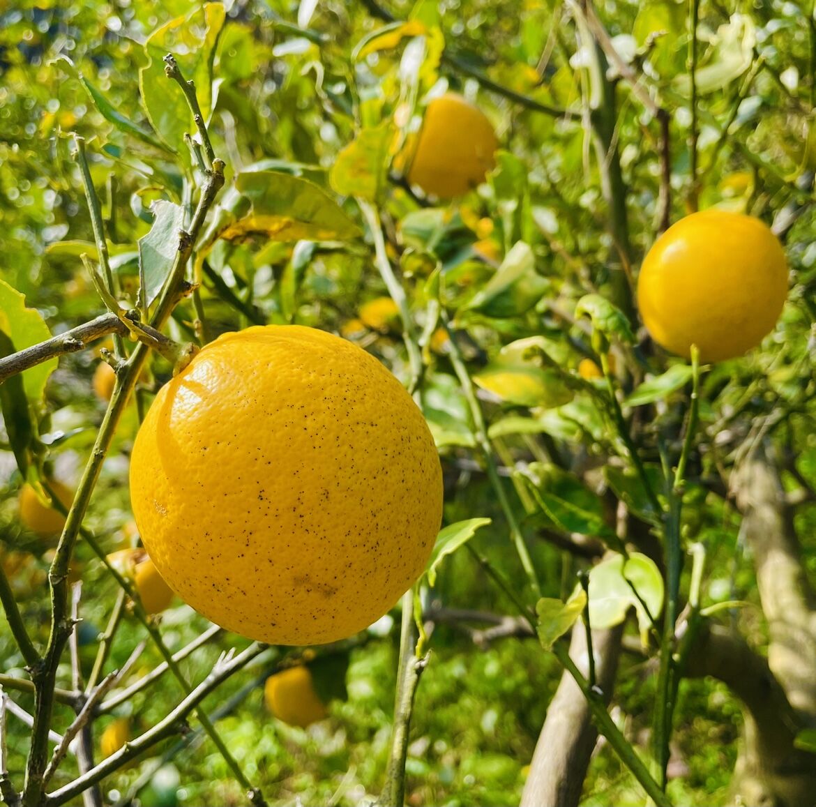 マイヤーレモン2キロ（箱込み） | Tony Farm209