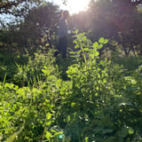 Tony Farm209