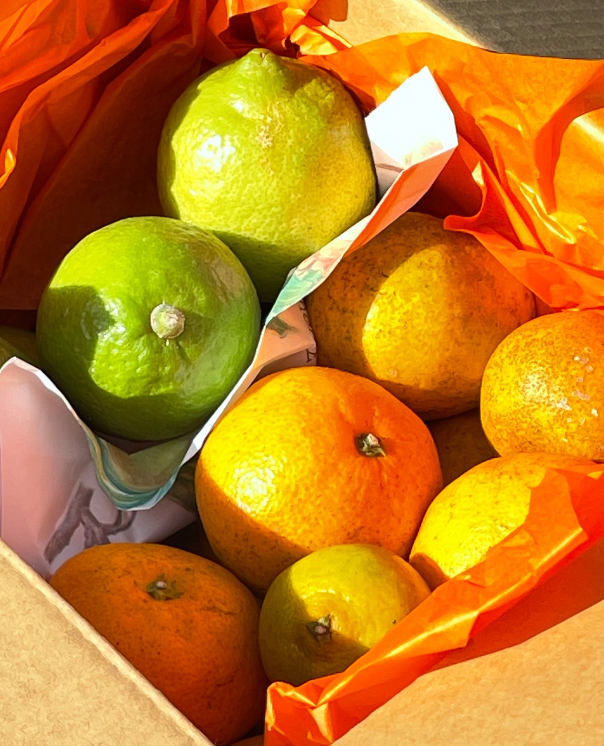 青いレモンとみかんのセット （箱込み2キロ） | Tony Farm209