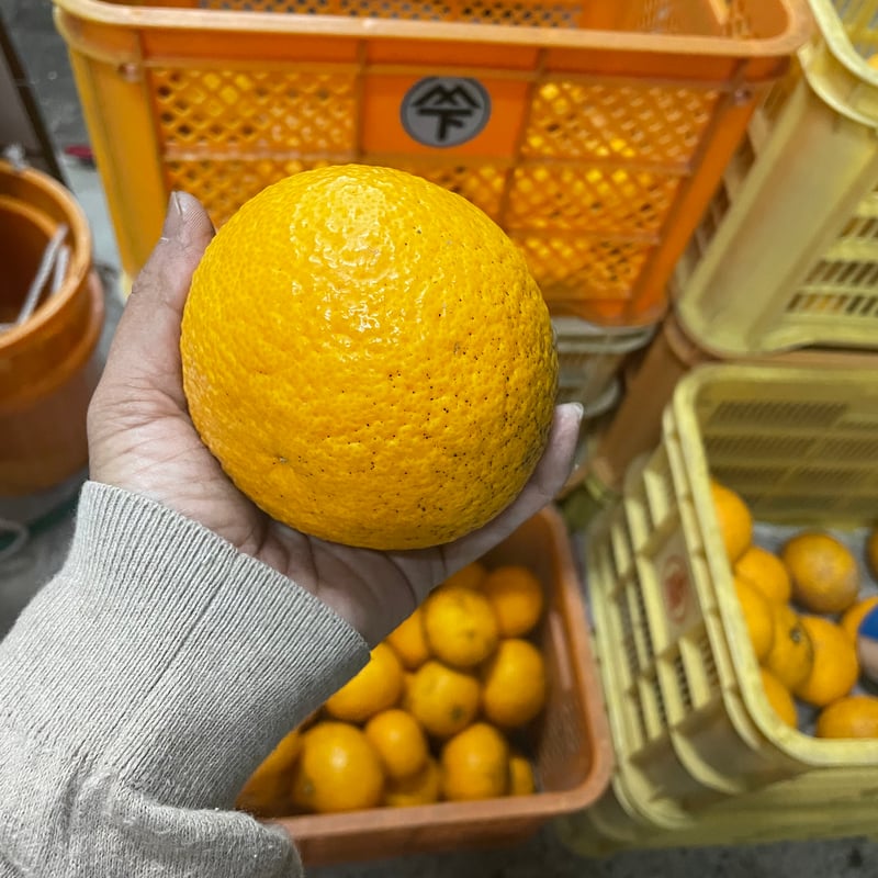 10本セット苗 柑橘 10本セット苗 柑橘 国華園オンラインショップ