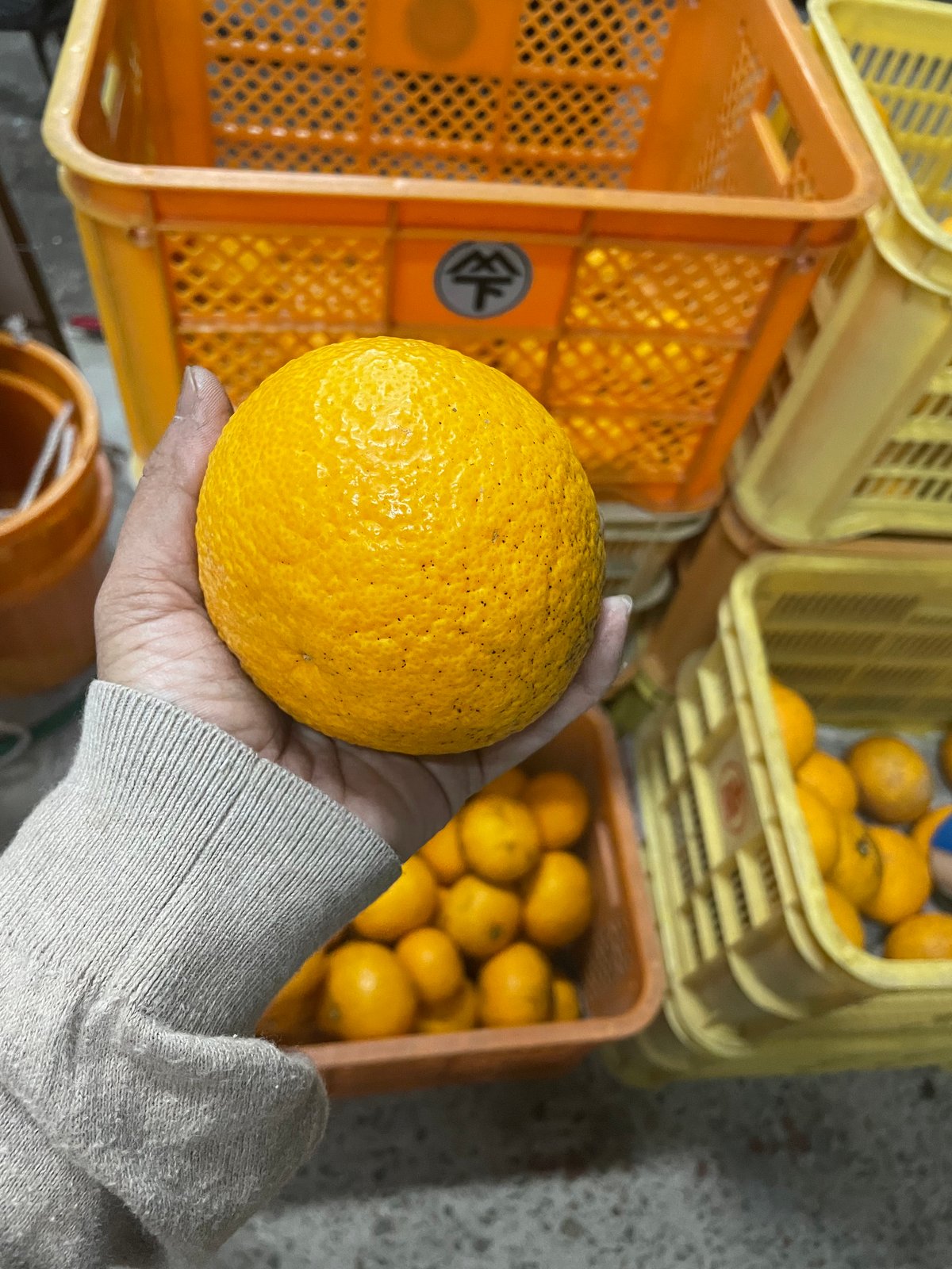 おまかせ柑橘セット（箱込み2キロ） | Tony Farm209