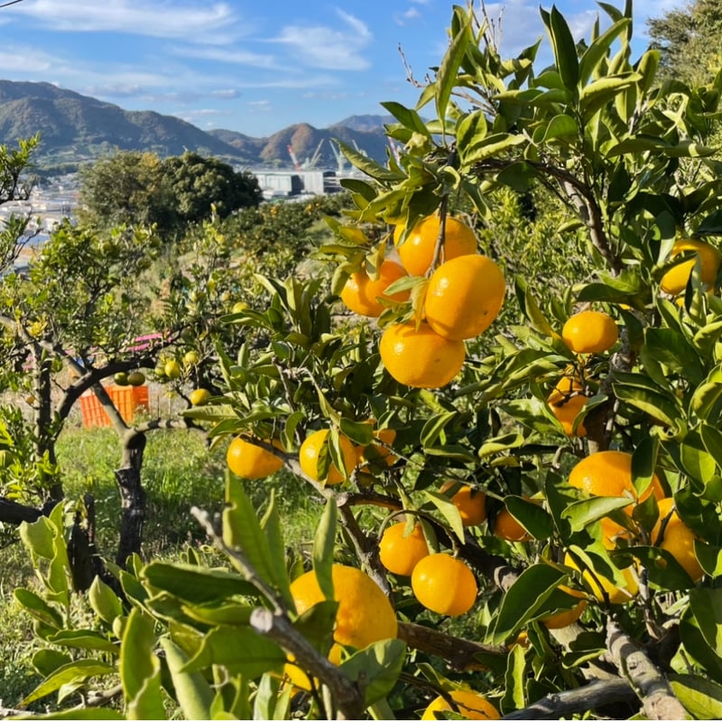 青いレモンとみかんのセット （箱込み2キロ） | Tony Farm209