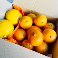 みかんとレモン 55ac5d98a21fc15ea45fa633c252a8