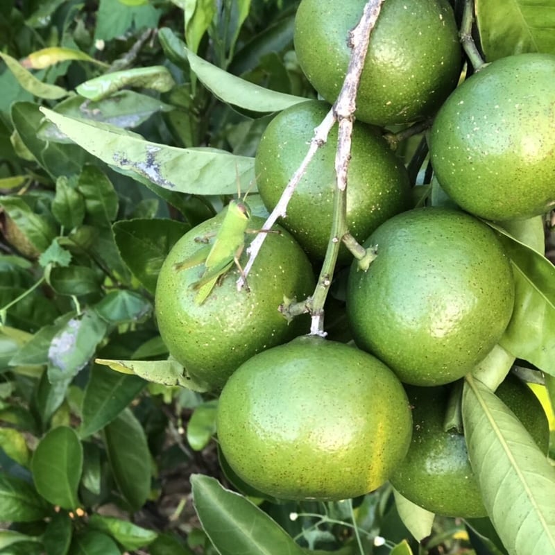 青いみかん 箱込み5キロ | Tony Farm209