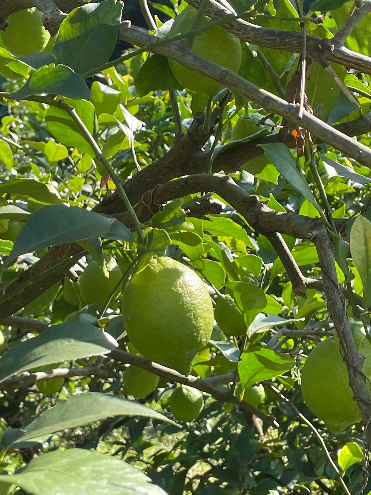 青いレモンとみかんのセット （箱込み2キロ） | Tony Farm209