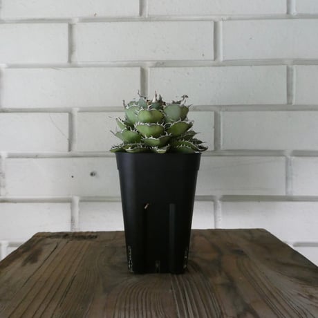 アガベチタノタフィリグリー | STORES