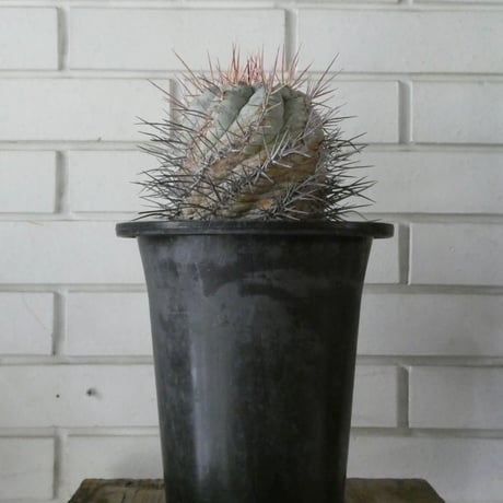 カクタス | STORES