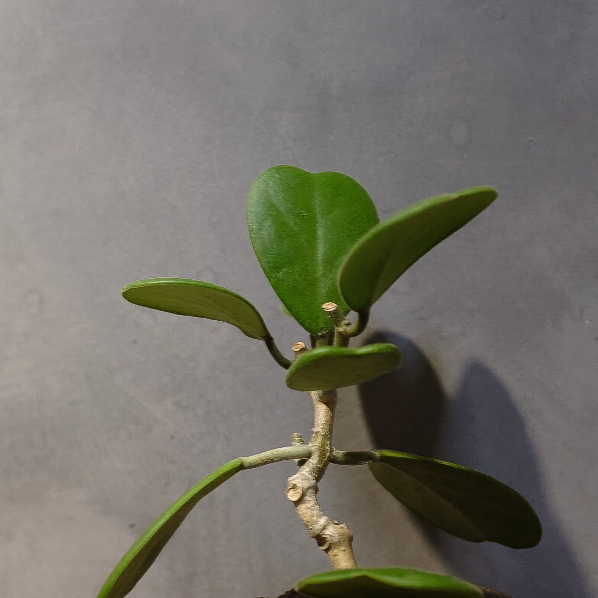 ホヤ”カーリー” | OSLO