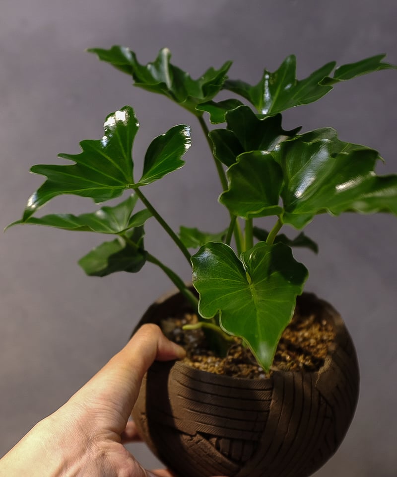 M*T様 MS597 フィロデンドロン・セローム・斑入り　希少品種　観葉植物　5 フィロデンドロン”セローム” | OSLO