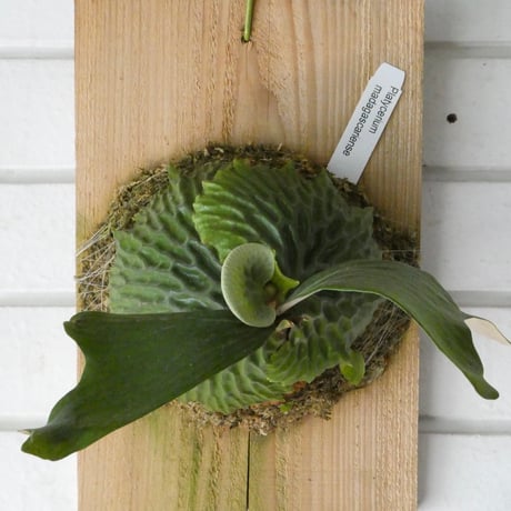 コウモリラン | STORES