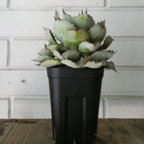 アガベ雷神 | STORES