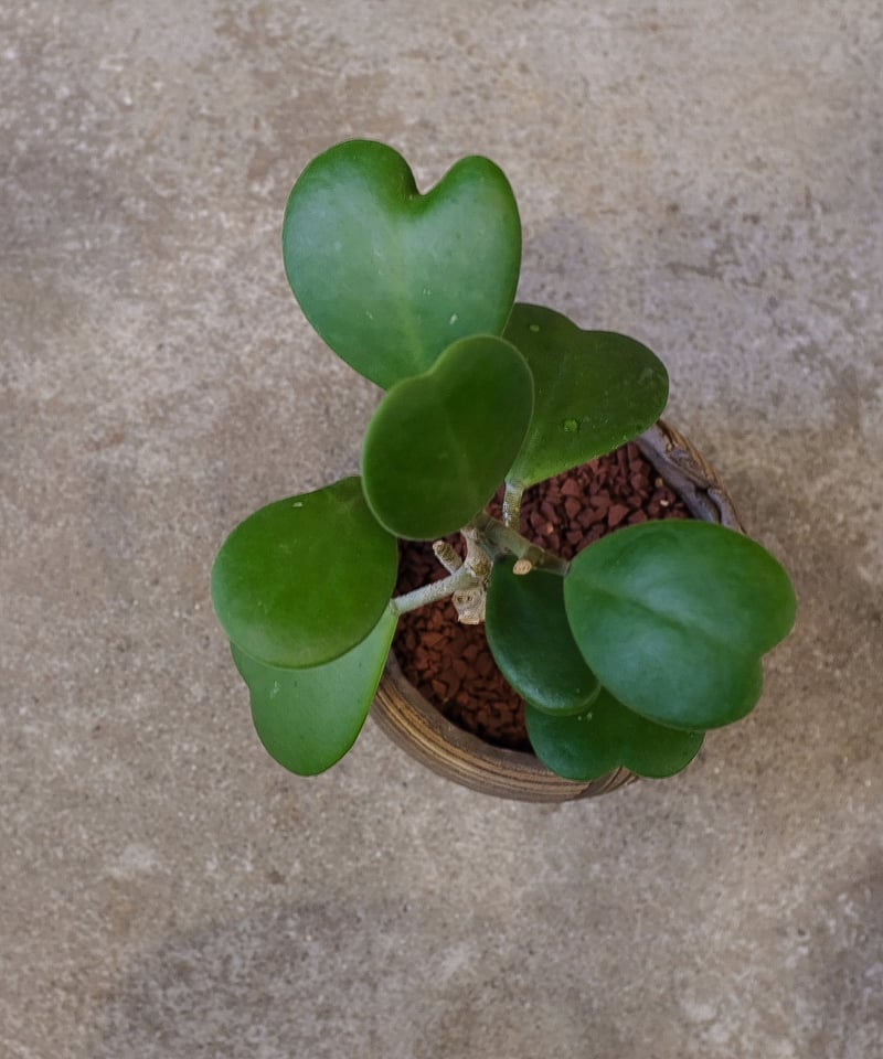 ホヤ”カーリー” | OSLO