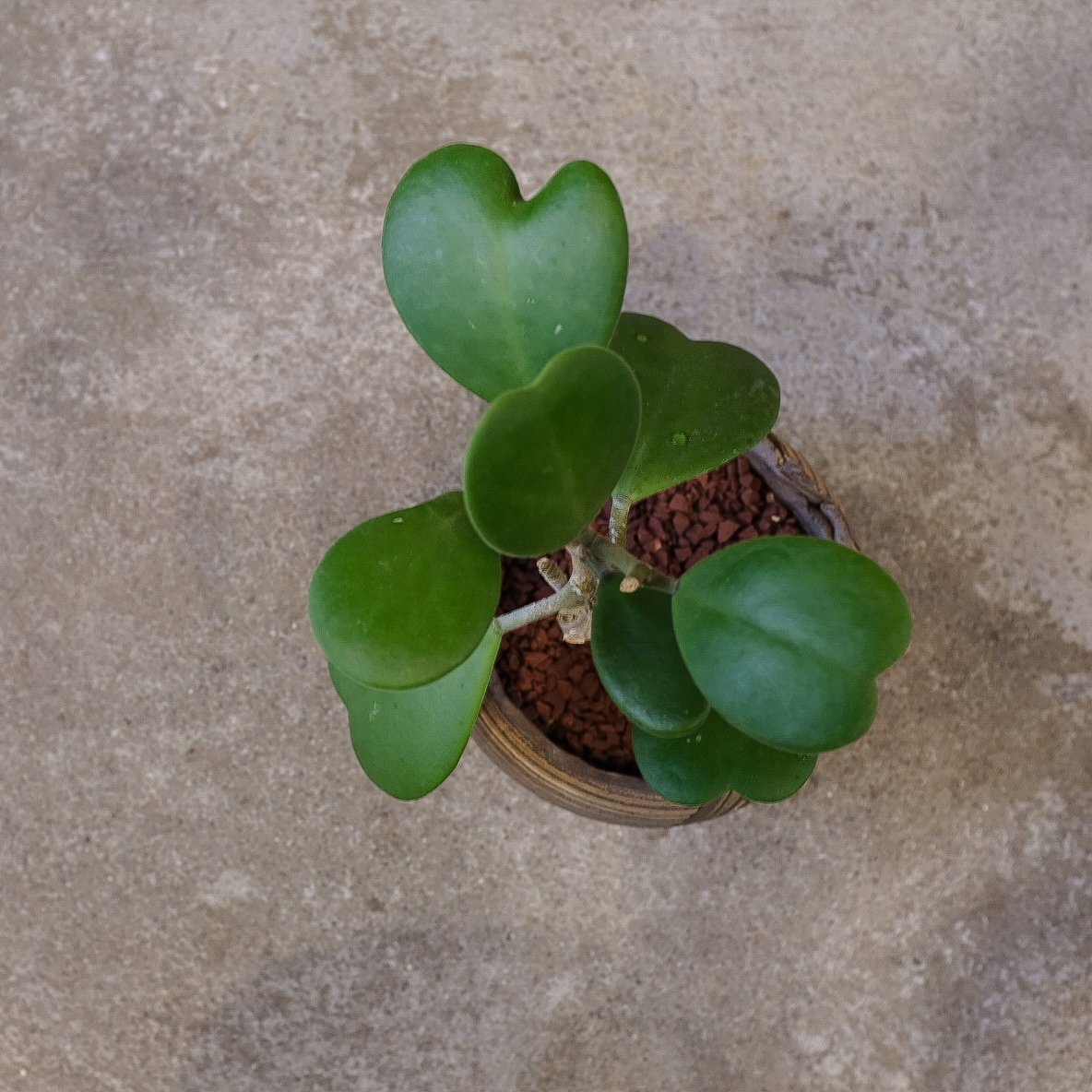 ホヤ”カーリー” | OSLO