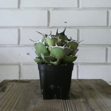 アガベオテロイ | STORES