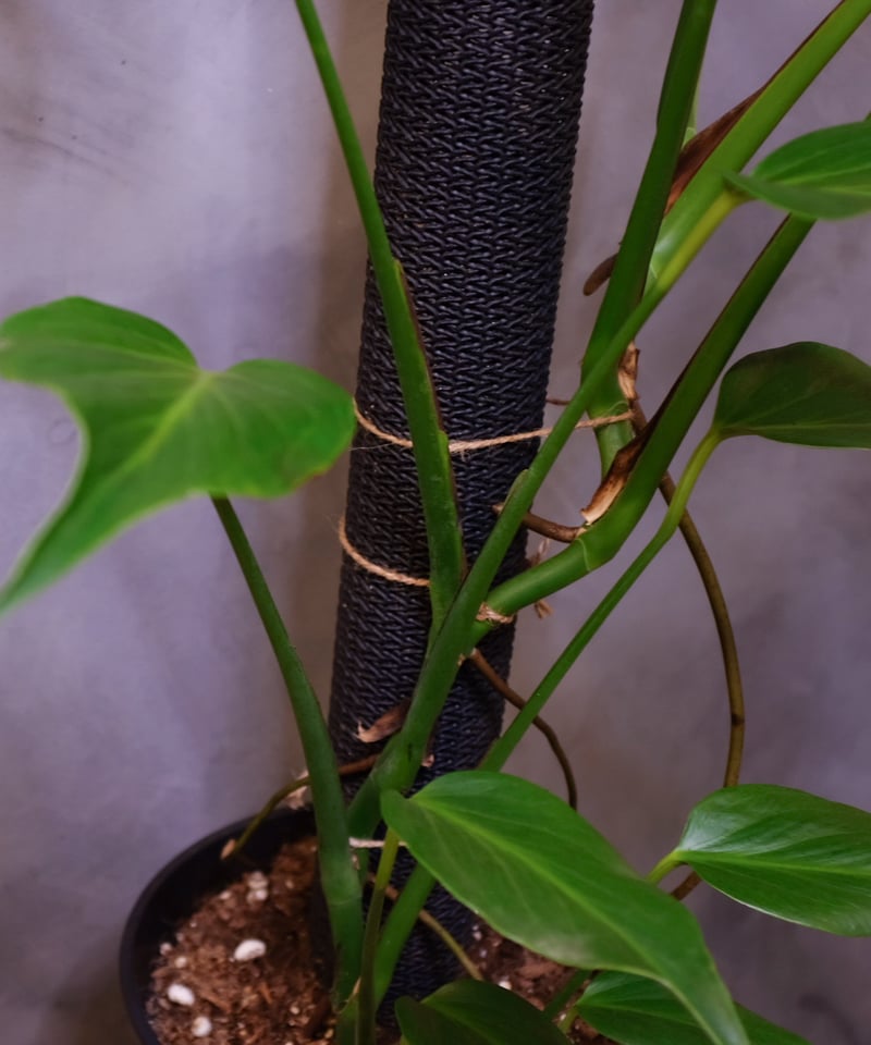 モンステラ モンステラ 