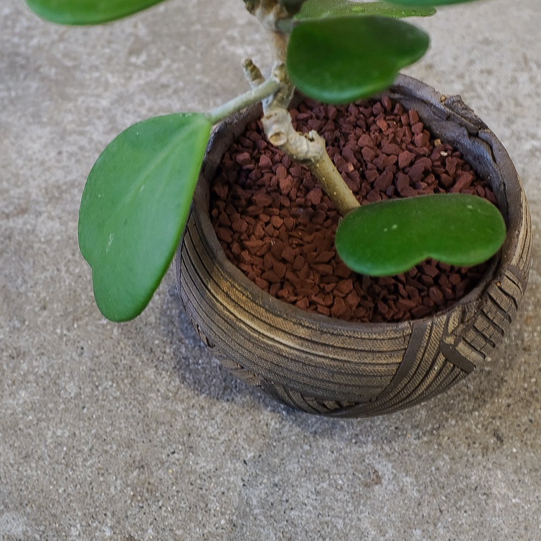 ホヤ”カーリー” | OSLO