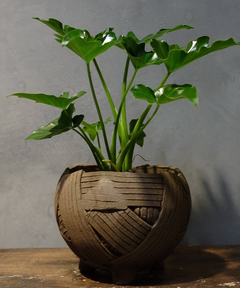 フィロデンドロン”セローム” | OSLO